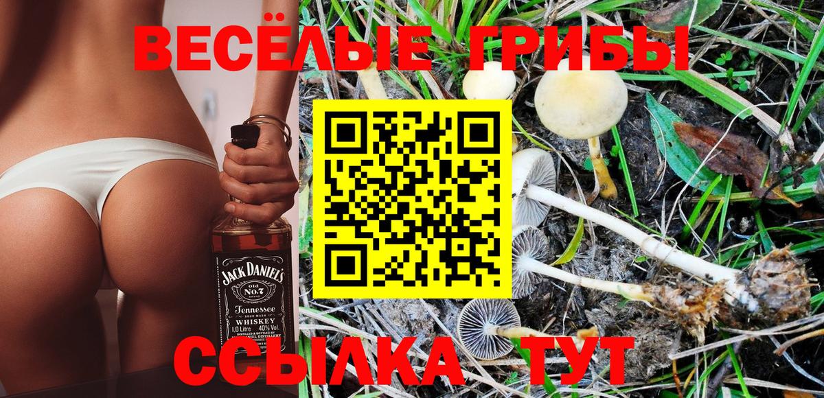 Псилоцибиновые грибы Psilocybine cubensis  Вход с VPN  Курчатов 